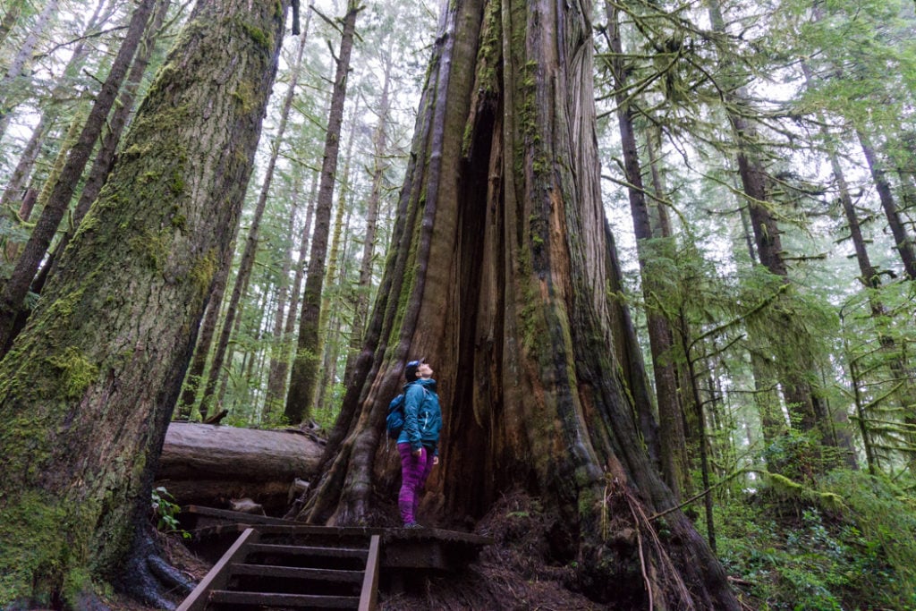 Admiring an old growth tree in Lower Avatar Grove. Visit Big Lonely Doug, Avatar Grove and the other big trees near Port Renfrew, British Columbia.