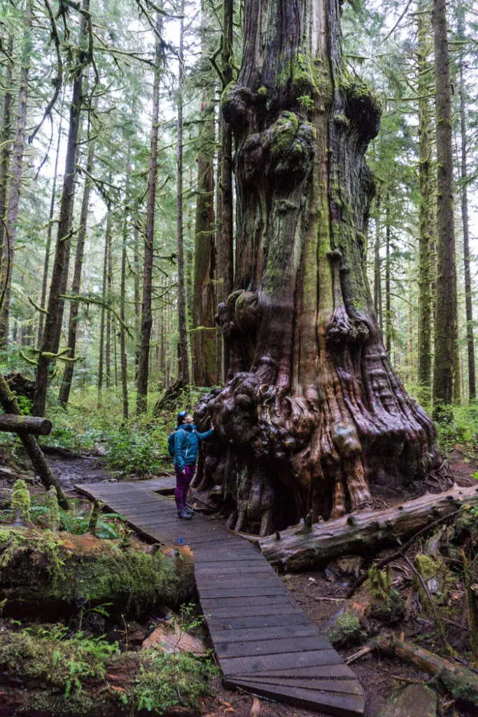 An ancient cedar in Avatar Grove near Port Renfrew, BC. Be sure to check out the big trees along the Pacific Marine Circle Route.