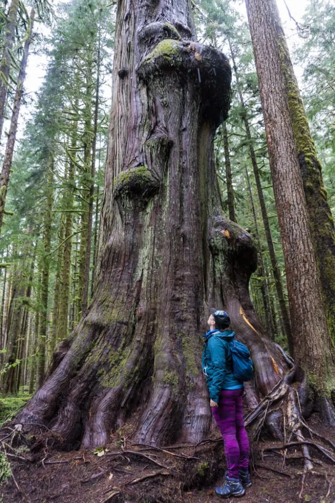 A female hiker looks up at an old-growth tree at Avatar Grove