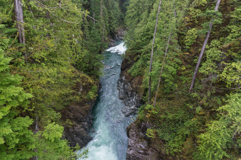 How to Visit Avatar Grove, Big Lonely Doug and Other Big Trees on ...