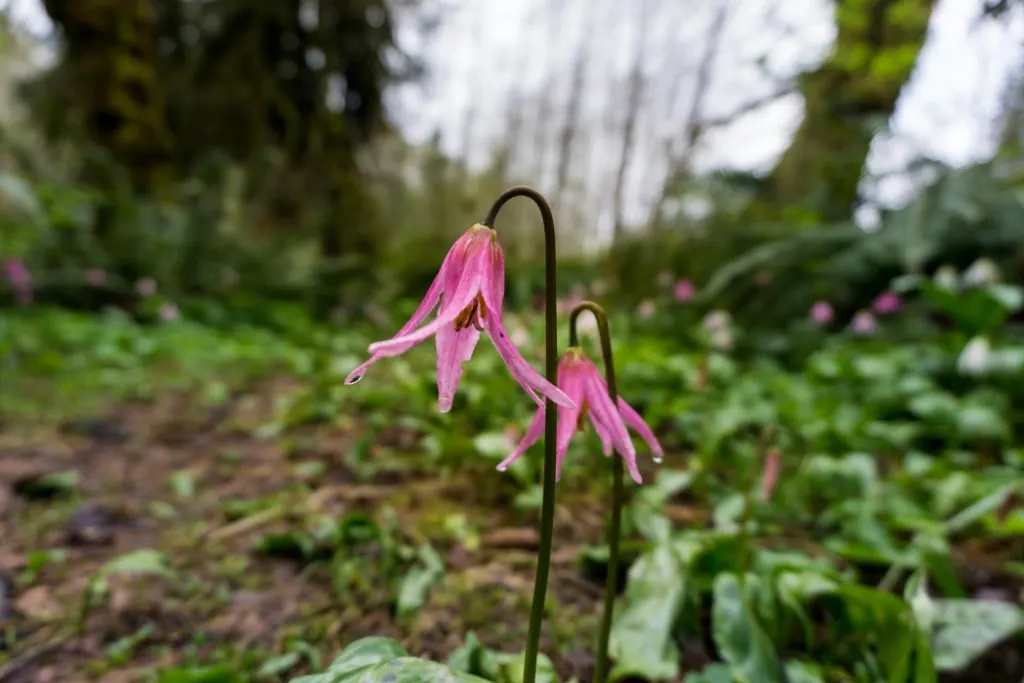 Pink fawn lilies near the San Juan Spruce. Visit Big Lonely Doug, Avatar Grove and the other big trees near Port Renfrew, British Columbia.