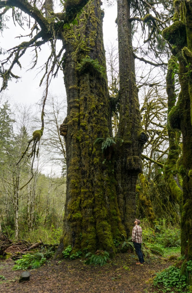 The huge San Juan Spruce tree. This is just one of many large trees you can visit on the Pacific Marine Circle Route.