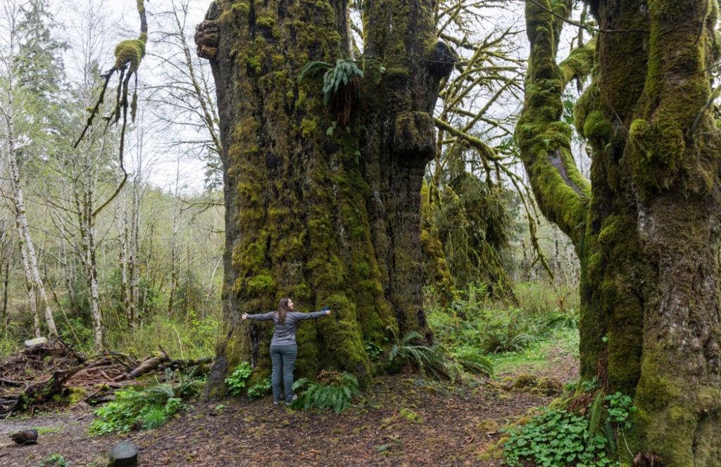 The San Juan Spruce. Visit Big Lonely Doug, Avatar Grove and the other big trees near Port Renfrew, British Columbia.