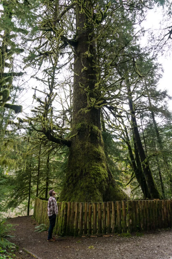 The Harris Creek Spruce. Visit Big Lonely Doug, Avatar Grove and the other big trees near Port Renfrew, British Columbia.