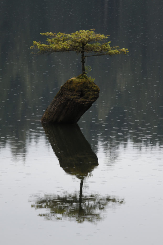 The bansai tree at Fairy Lake is one of the best roadside stops on the Pacific Marine Circle Route on Vancouver Island.