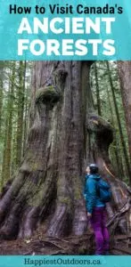 How to visit Canada's ancient forests in Port Renfrew, British Columbia on Vancouver Island. Visit Avatar Grove, Big Lonely Doug and more giant old growth trees.