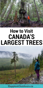 How to visit Canada's largest trees near Port Renfrew, British Columbia on Vancouver Island. Visit Avatar Grove, Big Lonely Doug and more