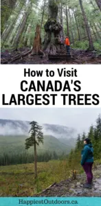How to visit Canada's largest trees near Port Renfrew, British Columbia on Vancouver Island. Visit Avatar Grove, Big Lonely Doug and more