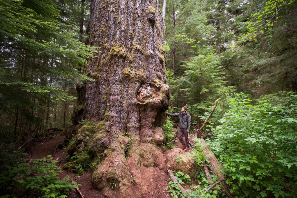 The Red Creek Fir. Visit Big Lonely Doug, Avatar Grove and the other big trees near Port Renfrew, British Columbia.