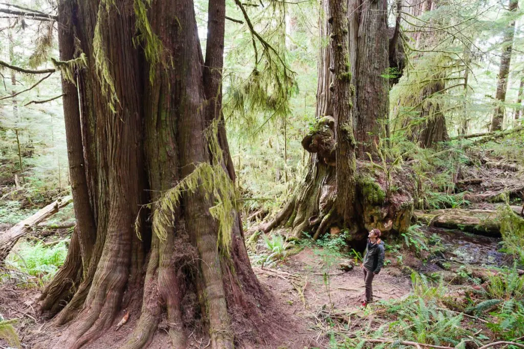 Giant cedars near the Red Creek Fir. Visit Big Lonely Doug, Avatar Grove and the other big trees near Port Renfrew, British Columbia.