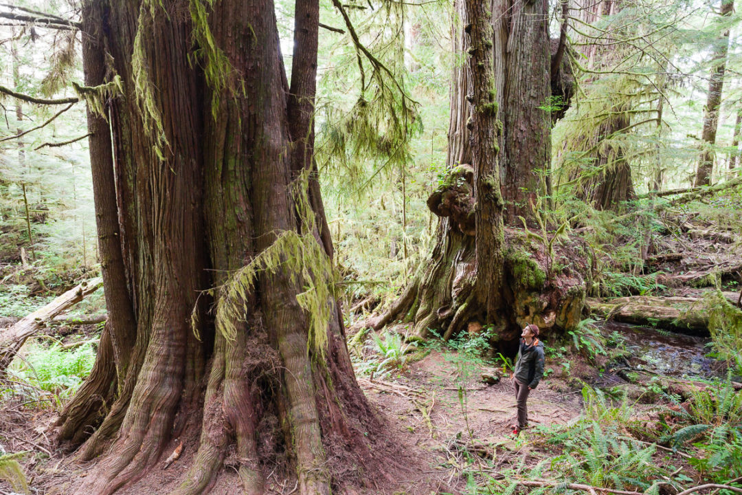 How to Visit Avatar Grove, Big Lonely Doug and Other Big Trees on ...