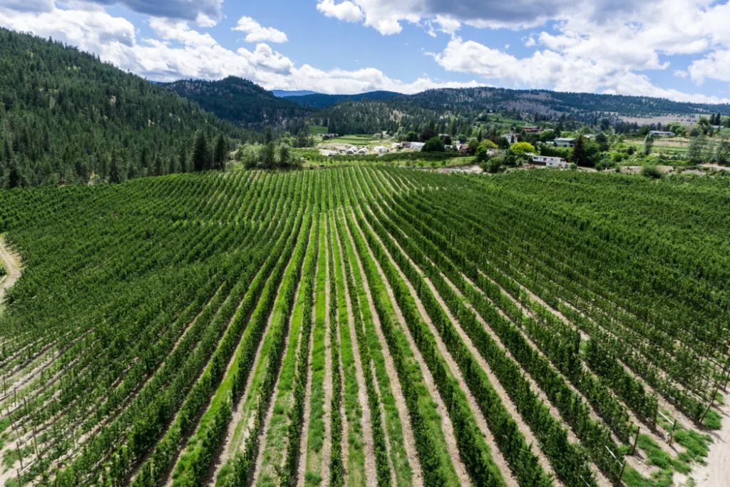Vineyards near Trout Creek in Summerland. Explore Summerland's wineries by bike with this self-guided tour.