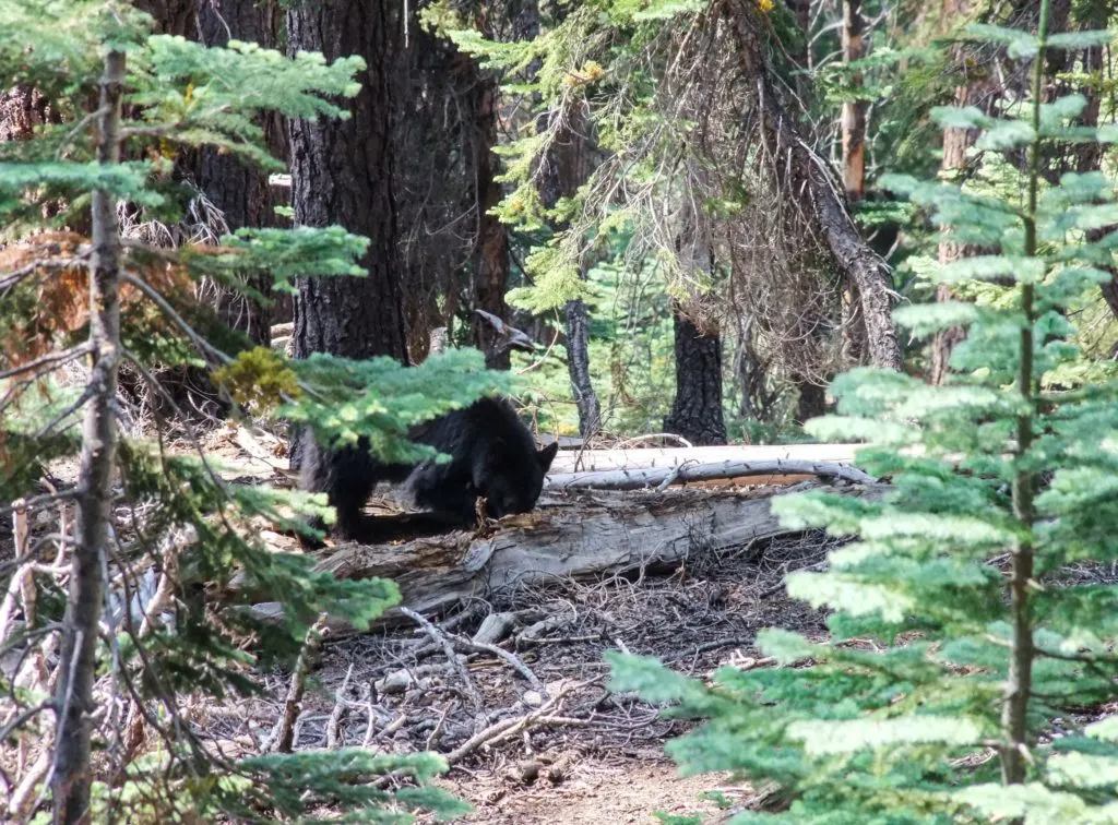 Spotting a black bear near the Lakes Trail in Sequoia National Park- just one of many things to do in Sequoia and Kings Canyon National Parks.