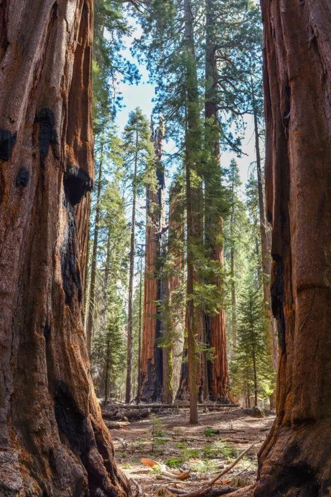 Walking amongst sequoias on the Congress Trail in Sequoia National Park - just one of many things to do in Sequoia and Kings Canyon National Parks.