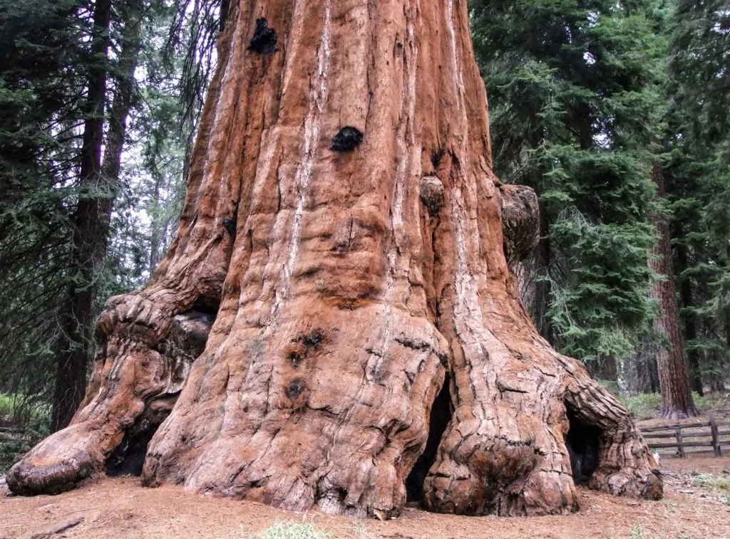 A large sequoia in General Grant Grove in Sequoia National Park - just one of many things to do in Sequoia and Kings Canyon National Parks.