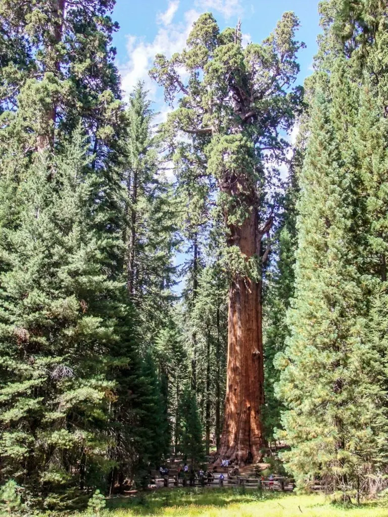 The General Sherman Tree in Sequoia National Park - just one of many things to do in Sequoia and Kings Canyon National Parks.
