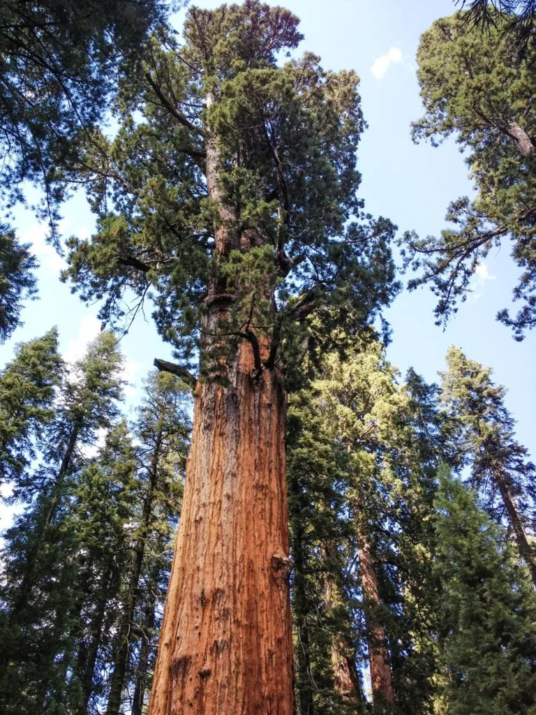 A sequoia tree in Sequoia National Park - just one of many things to do in Sequoia and Kings Canyon National Parks.