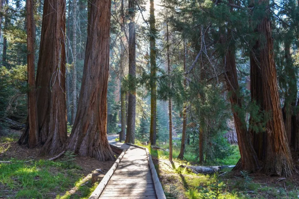 Walking near the Giant Forest Museum in Sequoia National Park - just one of many things to do in Sequoia and Kings Canyon National Parks.