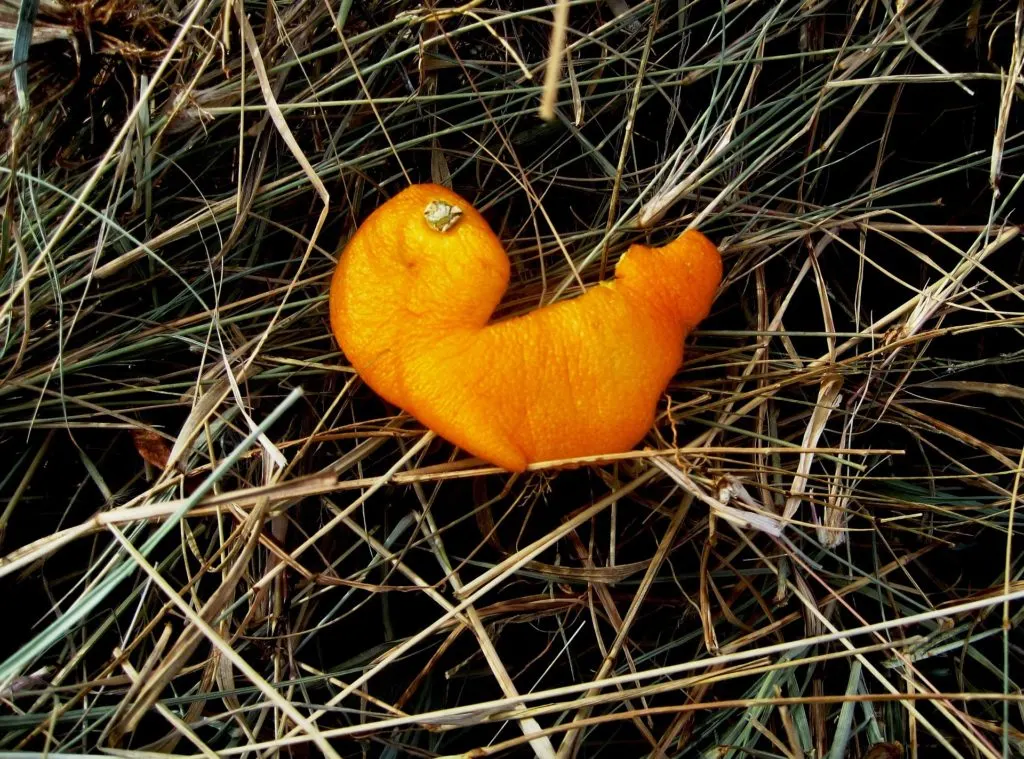 Orange peels are garbage, even though they biodegrade. Learn how to Leave No Trace when hiking and camping to keep the wilderness wild.