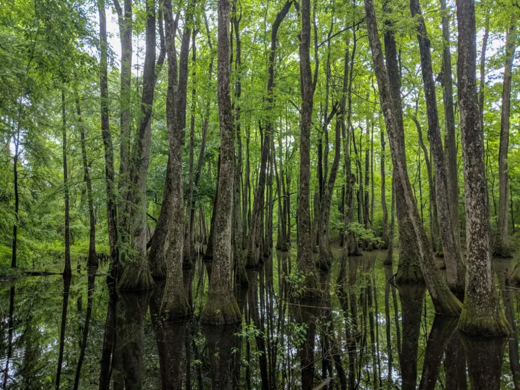Cypress swamp along the Natchez Trace. Learn how to cycle tour the Natchez Trace Parkway in this detailed guide.