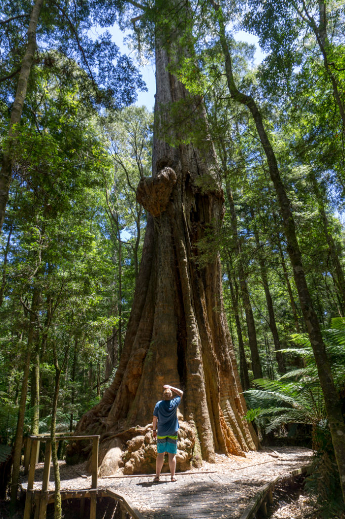 The big tree near Dip Falls in the Tasmania's north west