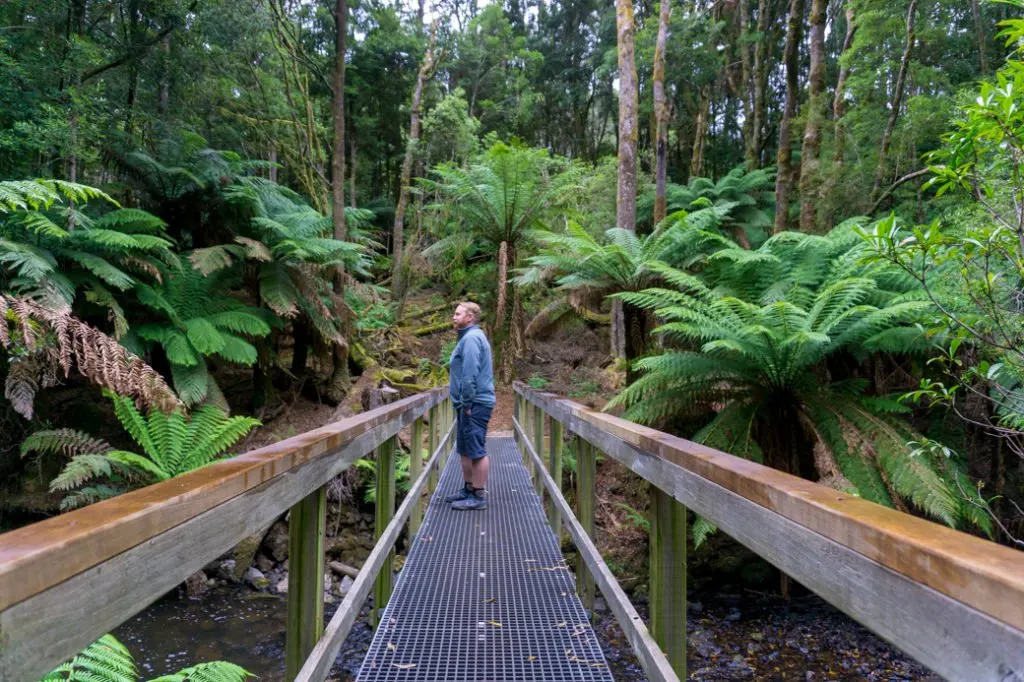 Julius River walking track on the Tarkine Drive