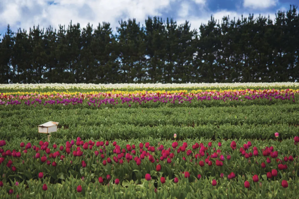 Table Cape Tulip Farm in North West Tasmania. Just one of over 40 things to do in Devonport and Tasmania's North West.