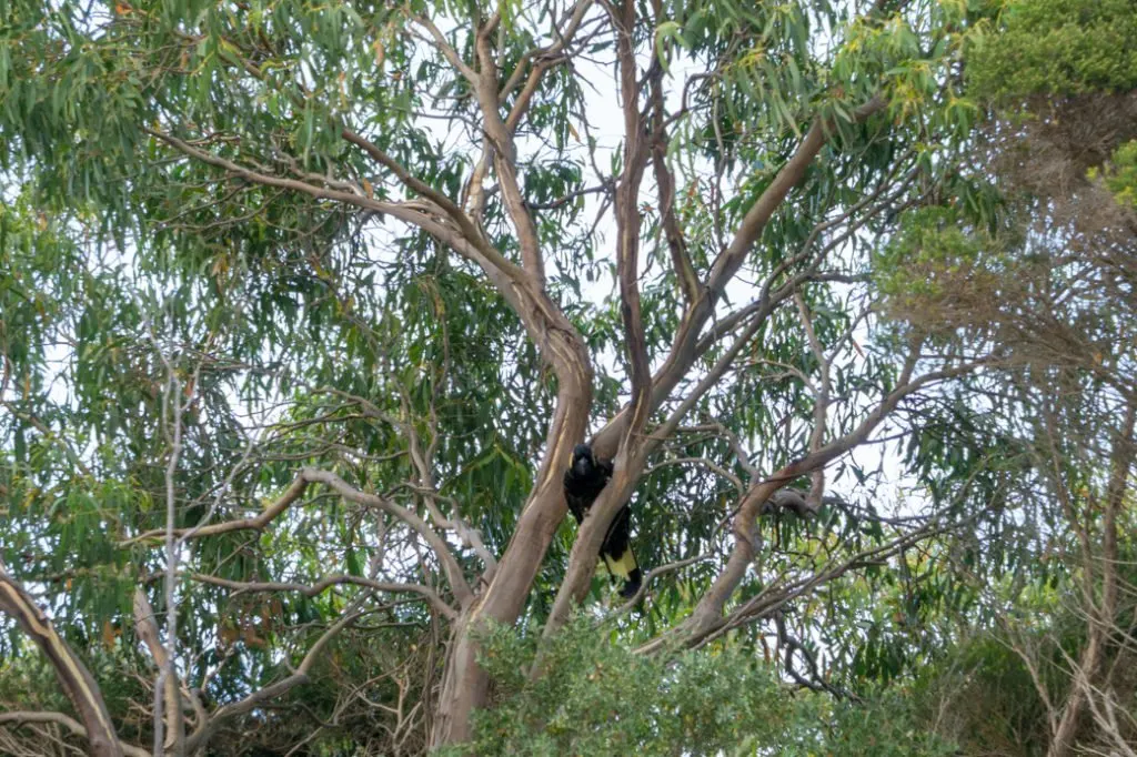 Yellow tailed black cockatoo in the Tarkine region of Tasmania, Australia. Just one of the best places to see wildlife in Tasmania.
