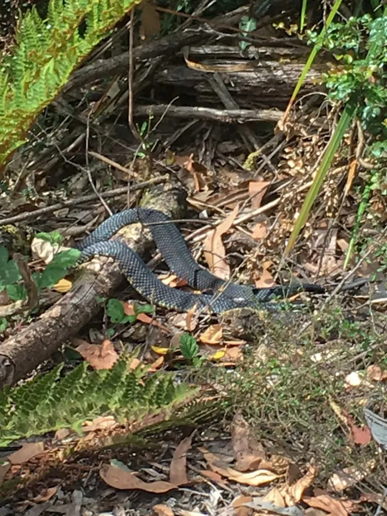 Snake in Tasmania, Australia