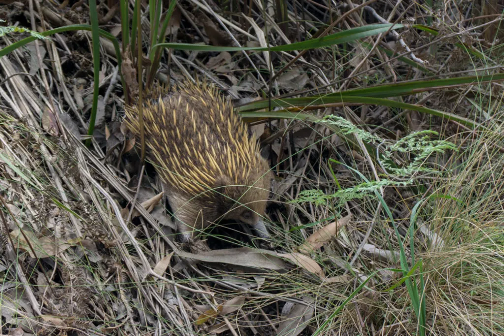 Echidna in Tasmania, Australia