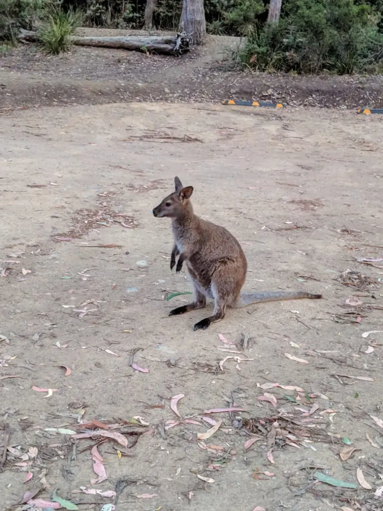 A wallaby at the Fortescue Bay campground, one of the best places to see wildlife in Tasmania