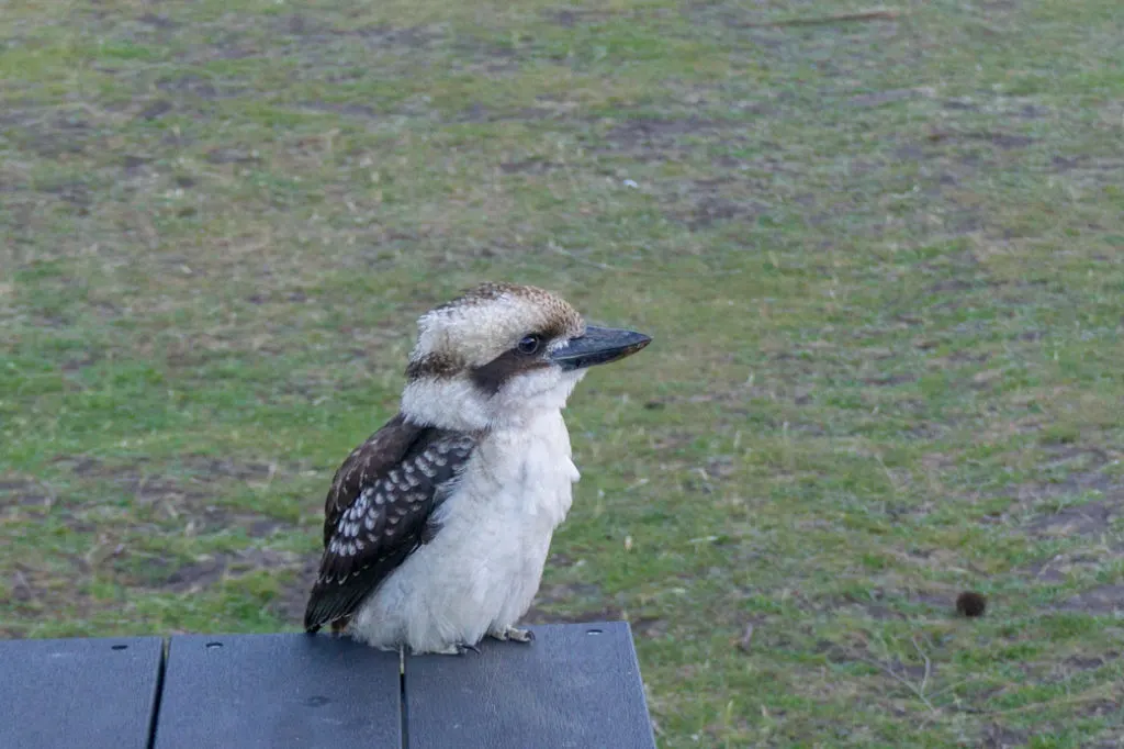 Kookaburra in Tasmania, Australia