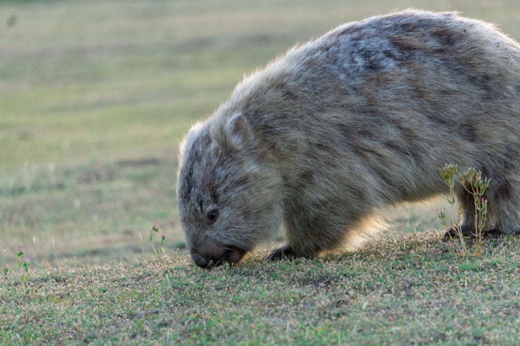 Wombat on Maria Island, Tasmania, Australia