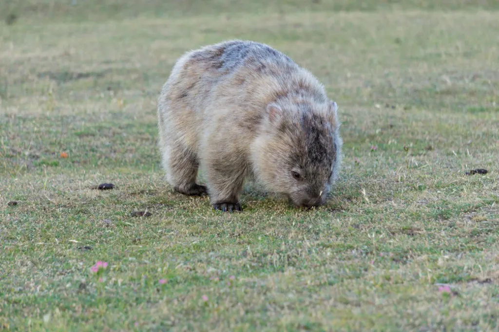A wombat near the campsite on Maria Island, one of the best places to see wildlife in Tasmania