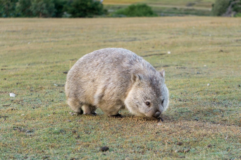 A wombat on Maria Island in Tasmania.