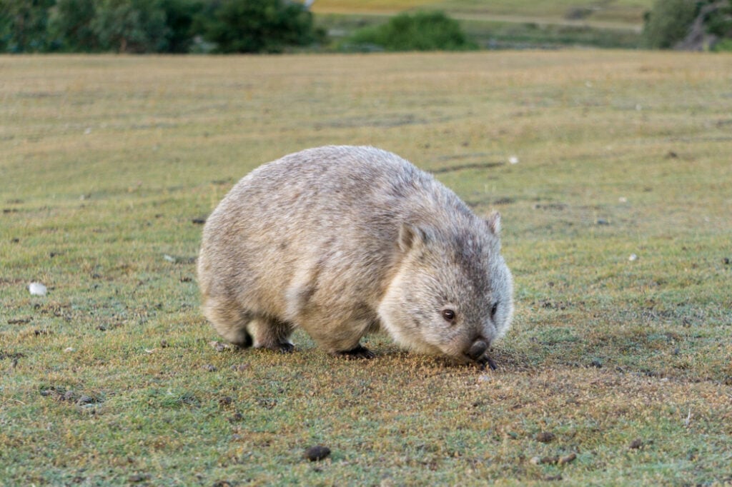 A wombat on Maria Island in Tasmania. One of the best places to see Wildlife in Tasmania, Australia.