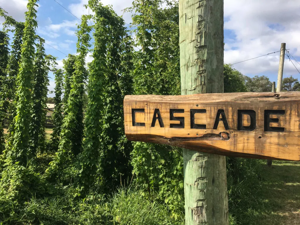 The hops garden at Seven Sheds Brewery in Railton, Tasmania. Just one of over 40 things to do in Devonport and Tasmania's North West.