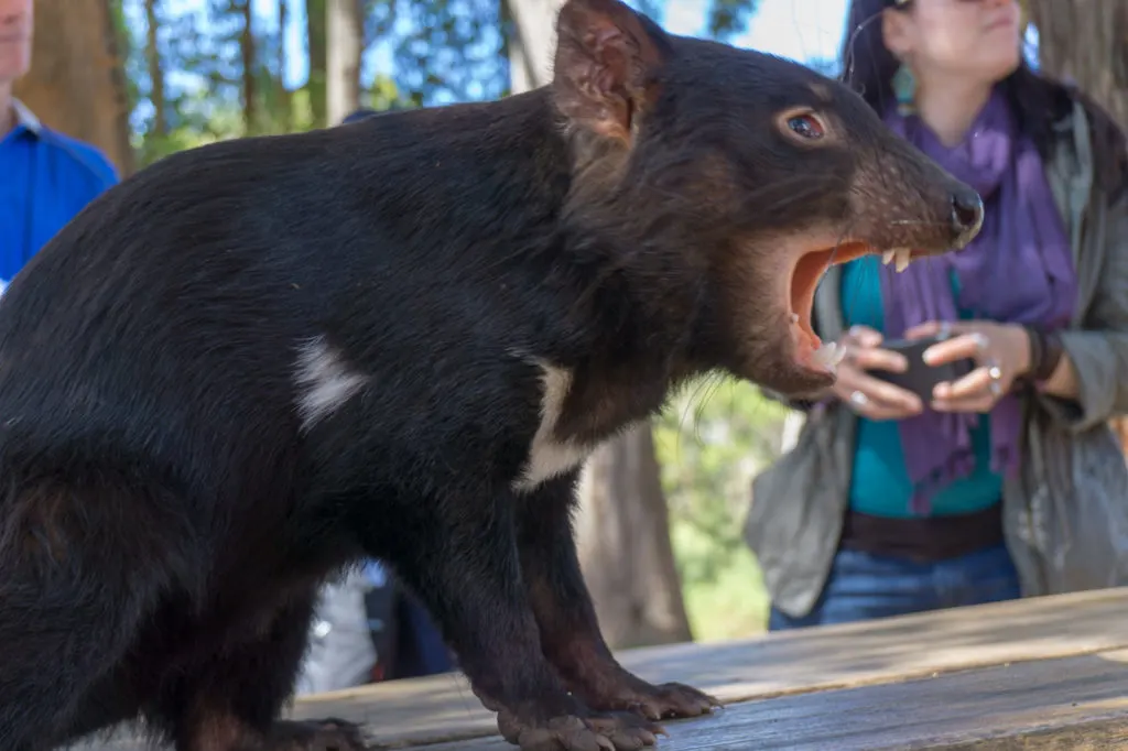 Tasmanian Devil at Trowunna Wildlife Sanctuary in Tasmania.