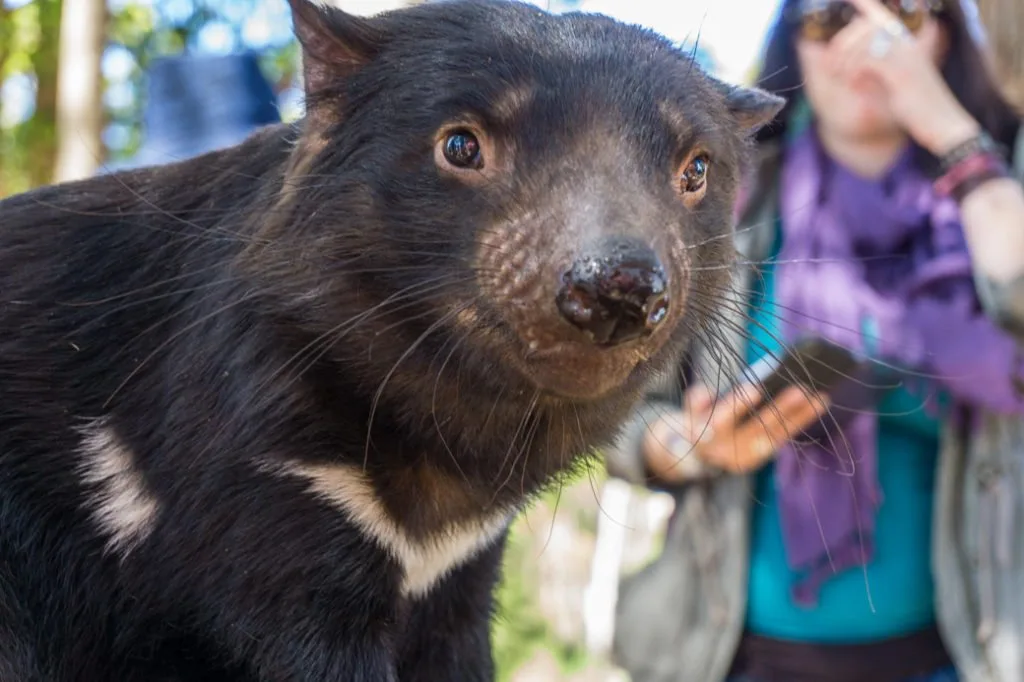 Tasmanian Devil at Trowunna Wildlife Sanctuary in Tasmania, Australia.