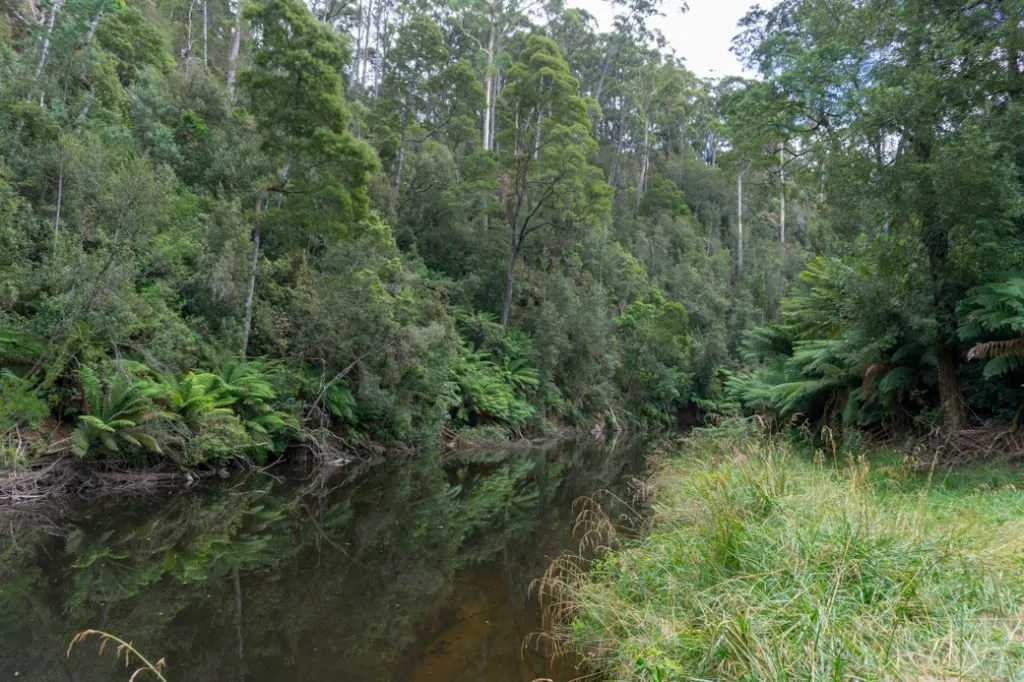 Fern Glade in Burnie is a great place to spot platypus. It's just one of the best places to spot wildlife in Tasmania.