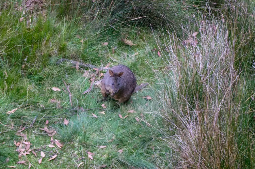 Pademelon at the New Pelion Hut and campsite on the Overland Track in Tasmania, Australia