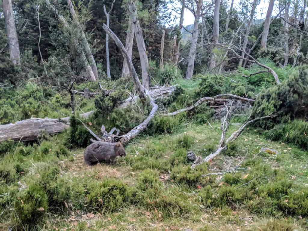 A wombat on the Overland track in Cradle Mountain National Park, one of the best places to see wildlife in Tasmania