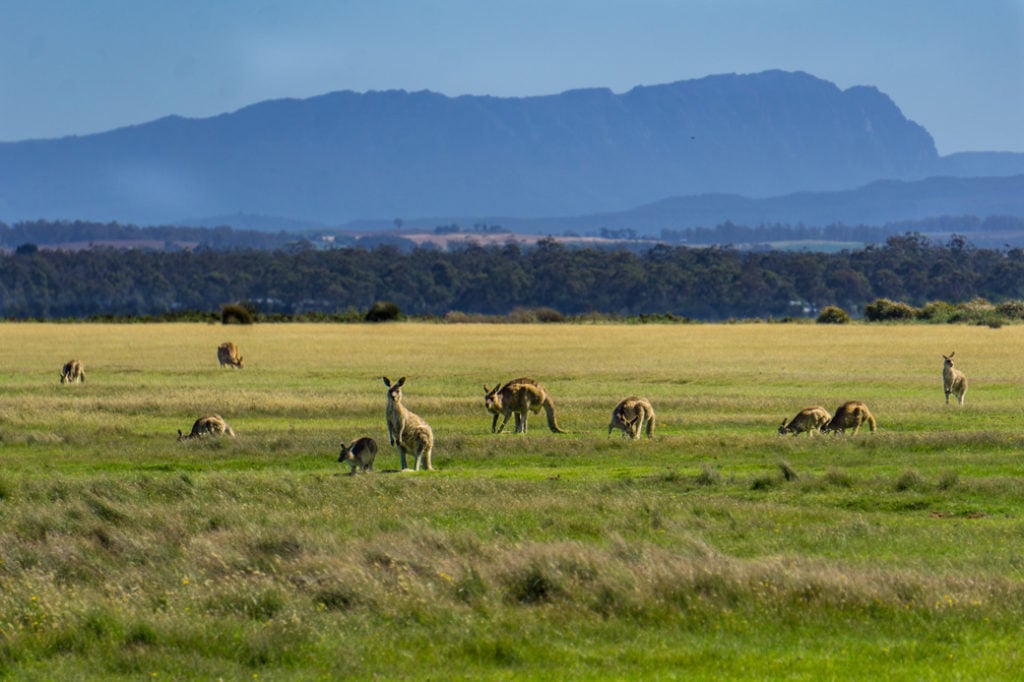 A troop of Kangaroos grazing at Narawntapu National Park, one of the best places to see wildlife in Tasmania
