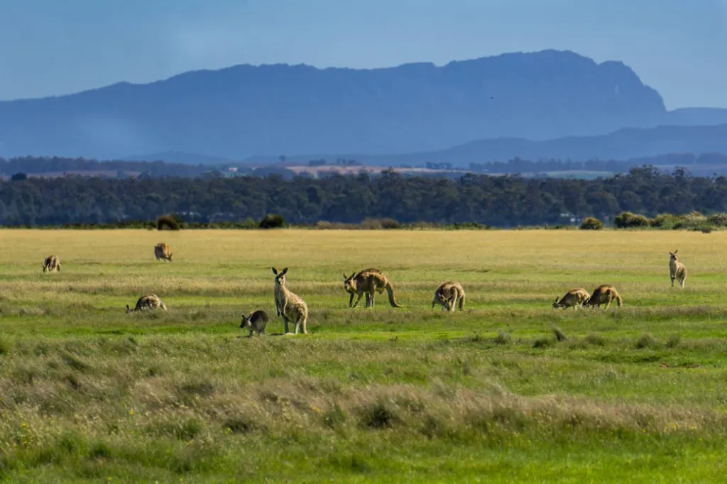 A troop of Kangaroos grazing at Narawntapu National Park, one of the best places to see wildlife in Tasmania