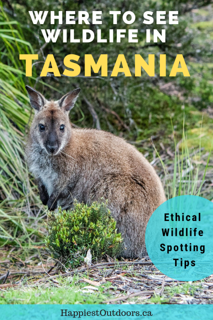 The best places to wildlife in Tasmania, Australia. Includes tips on where to see animals in the wild and ensuring your wildlife encounter is ethical. #Tasmania #Australia #wildlife