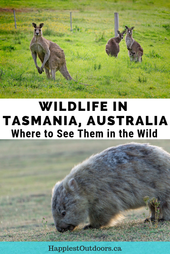 Where to see wildlife in the wild in Tasmania, Australia. Tips for where to go, which animals you can see and how to ensure your animal encounter is ethical. #Tasmania #Australia #wildlife