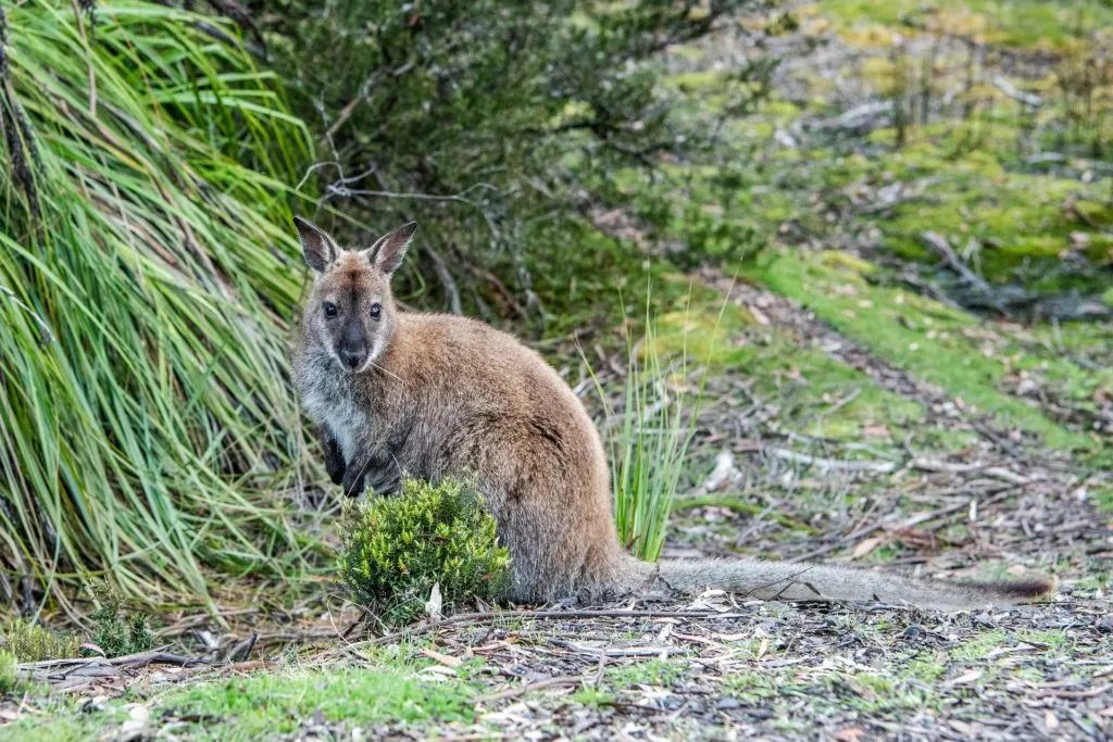 Bennett's Wallaby in Tasmania, Australia