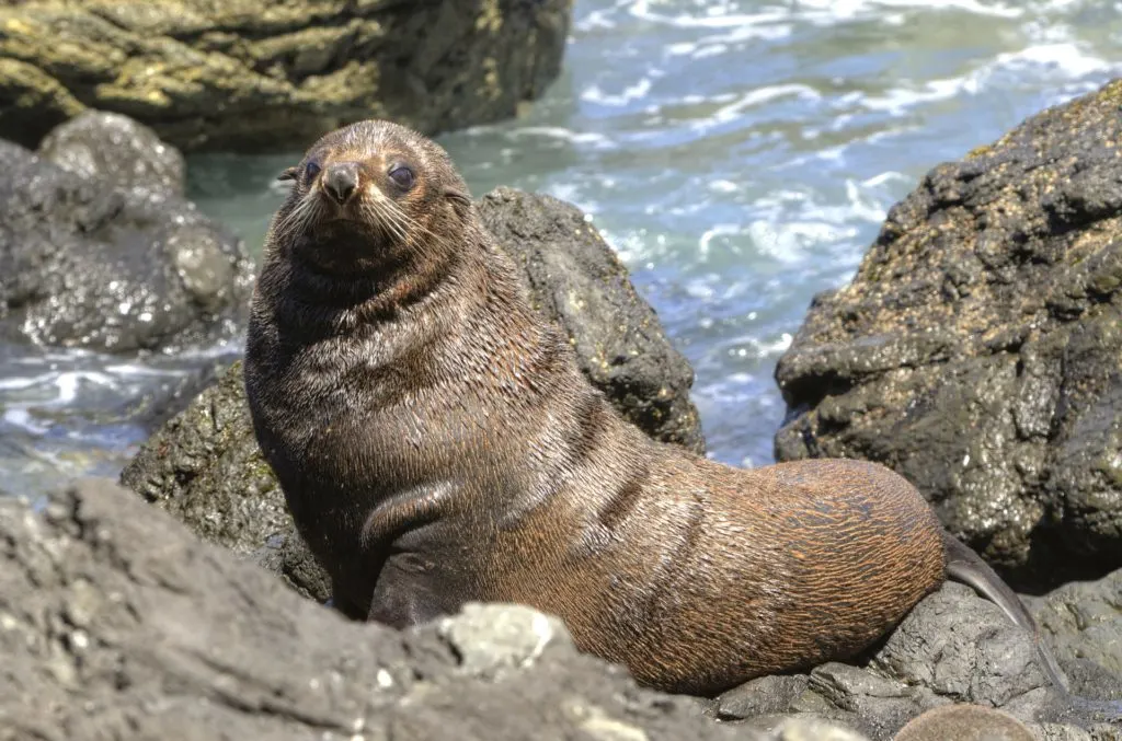 Fur seal in Tasmania, Australia