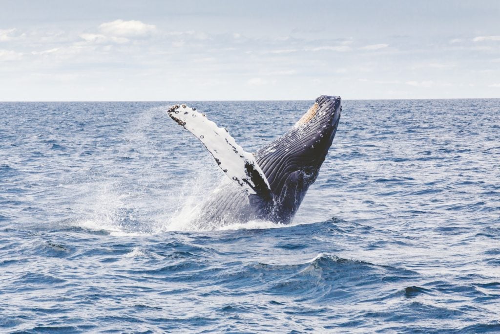Humpback whale near Tasmania, Australia