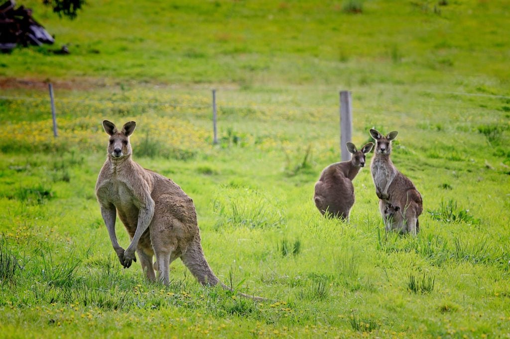 Eastern Grey Kangaroos in Tasmania, Australia